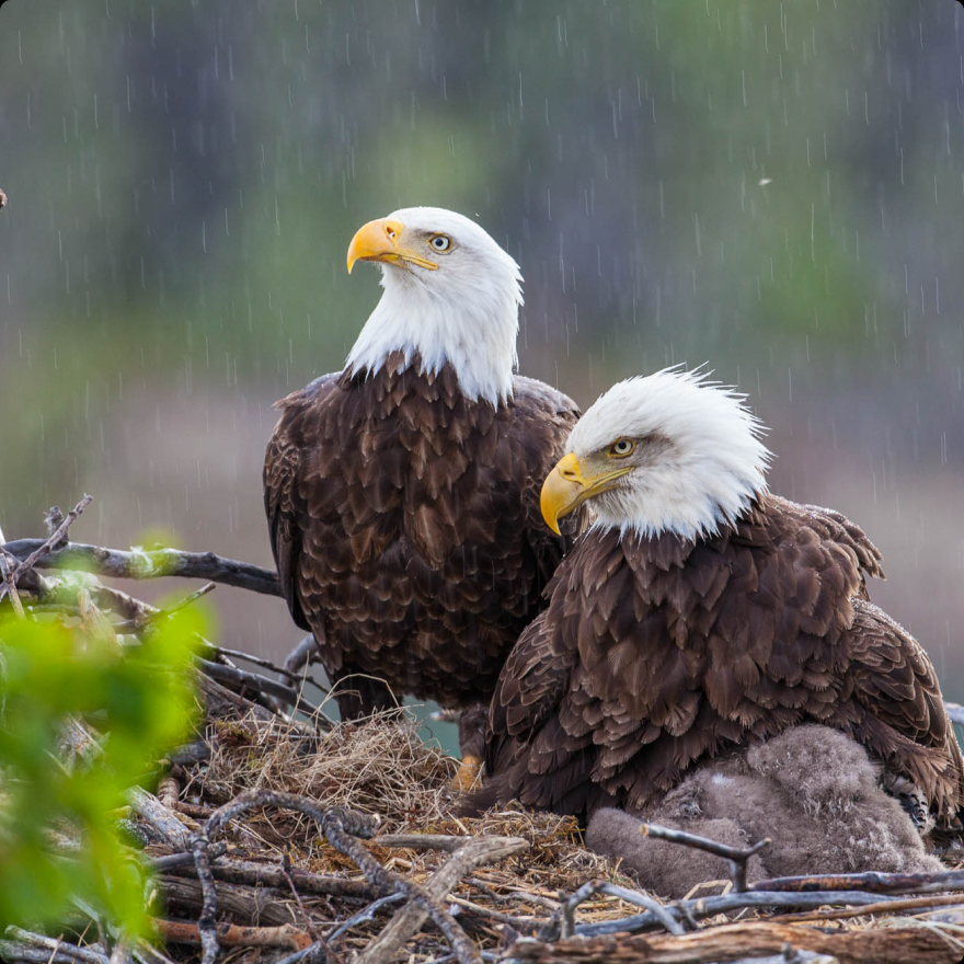 Eagles photo