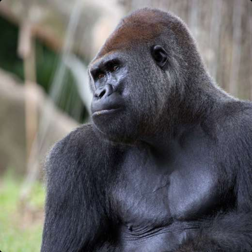 ZOOS Gorilla - Online Zoo