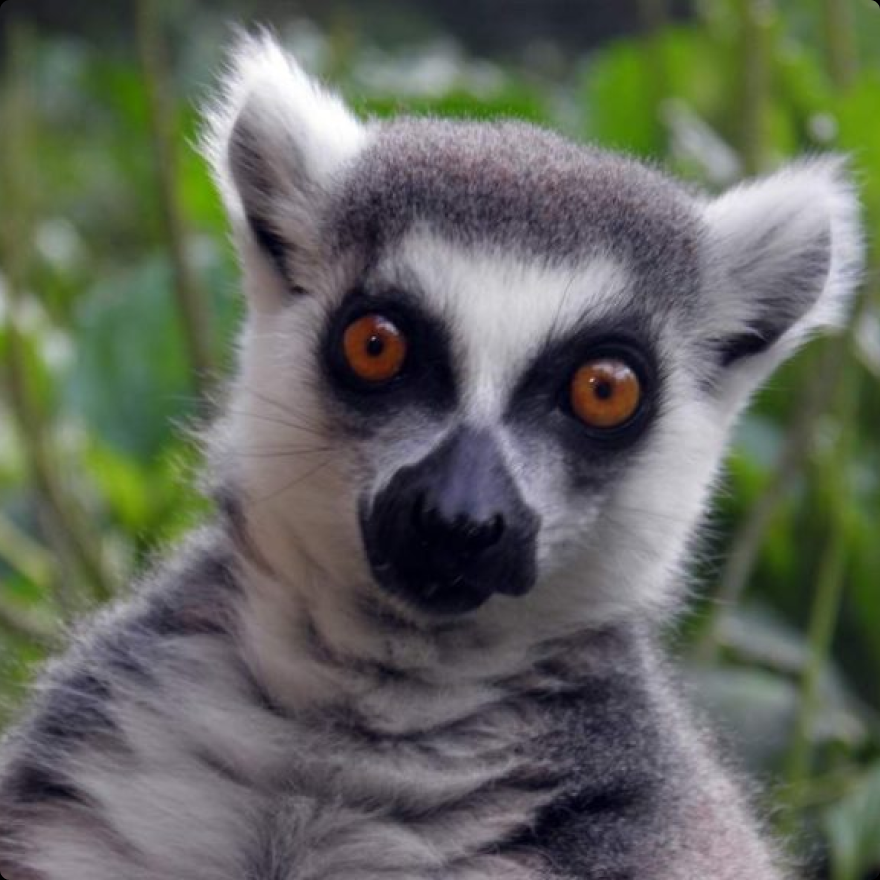 Lemur photo