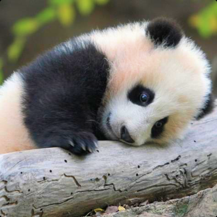 Panda photo
