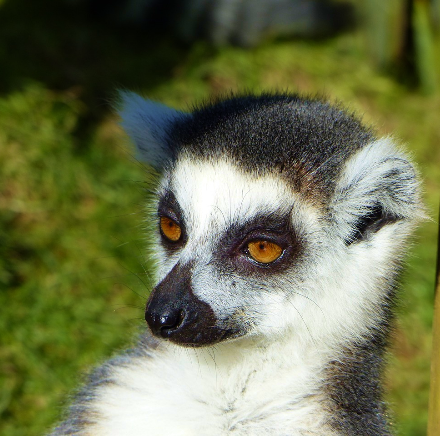 Andy Lemur