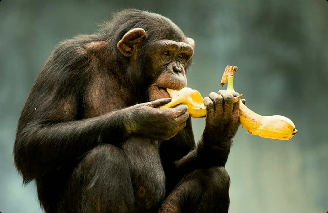 Monkey with bananas